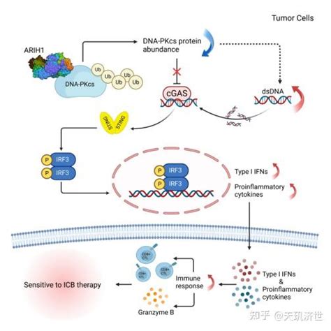 Nat Commun 天玑济世首席科学家夏宏光带领团队发现arih1激活sting通路介导t细胞活化与肿瘤免疫 知乎