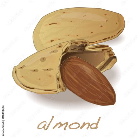 Almond Vector Illustation Isolated Stock Vektorgrafik Adobe Stock