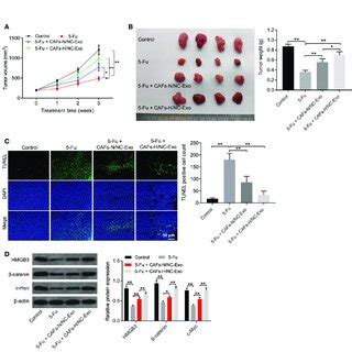 Loss Of MiR 200b 3p In Hypoxic CAFs Derived Exosomes Weakened The