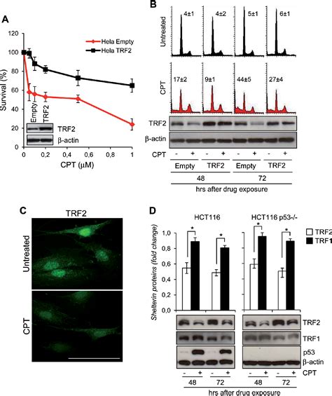 Figure From Sirt Interacts With Trf And Promotes Its Degradation In