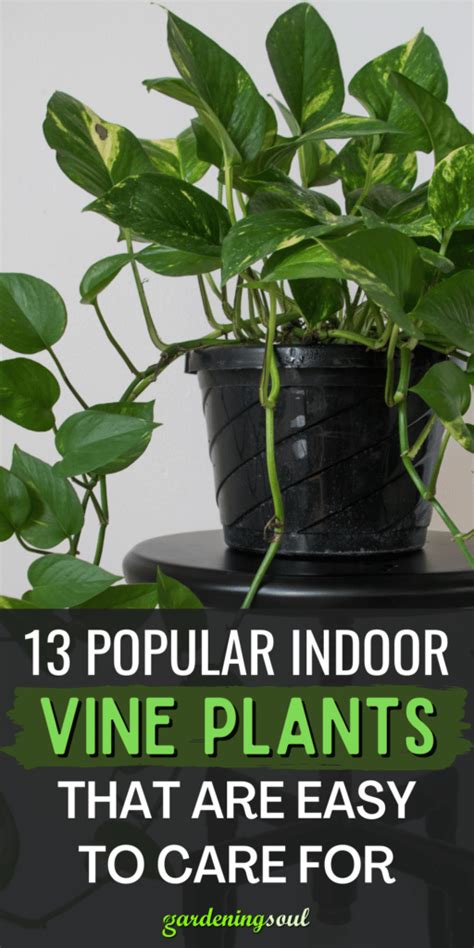 13 Popular Indoor Vine Plants That Are Easy To Care For