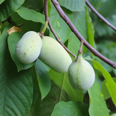 American Paw Paw Trees For Sale