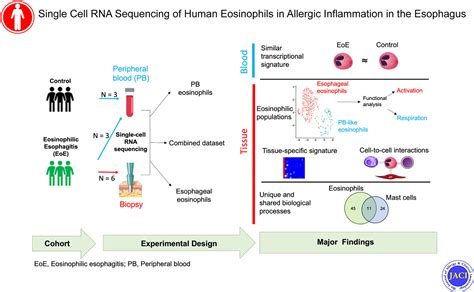 Single Cell Rna Sequencing Of Human Eosinophils In Allergic