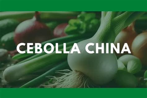 CEBOLLA CHINA | Origen, propiedades y características