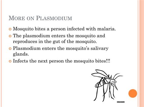 PPT - Kingdom Protista PowerPoint Presentation, free download - ID:2191096