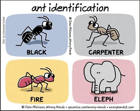 Ant identification chart