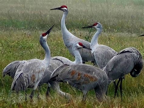 GALVESTON.COM: Our Sandhill Cranes Are Back! - Galveston, TX