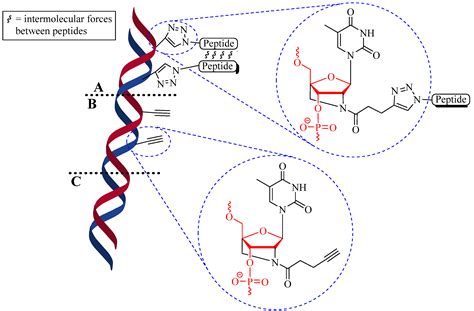 Molecules Free Full Text Peptide Conjugation Via Cuaac ‘click