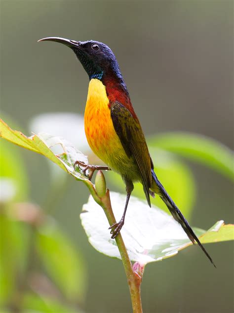 Green-tailed Sunbird in China - Shanghai Birding 上海观鸟