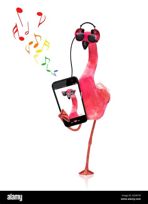 flamingo listening to music Stock Photo - Alamy