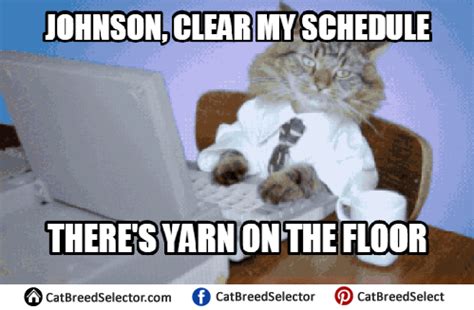 Business Cat Memes | Cat Breed Selector