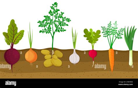 Potatoes plants Stock Vector Images - Alamy