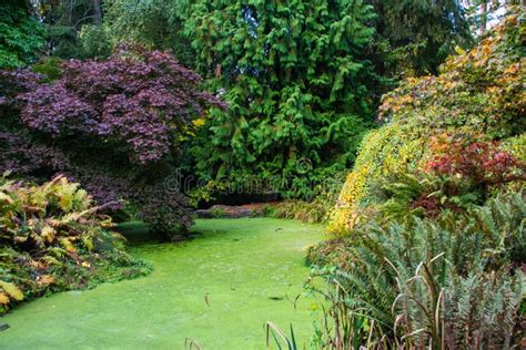 Pond Surrounded By Fall Foliage In Washington Park Arboretum Stock