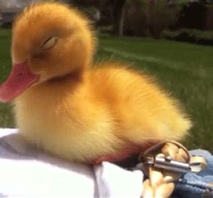 baby duck on Tumblr