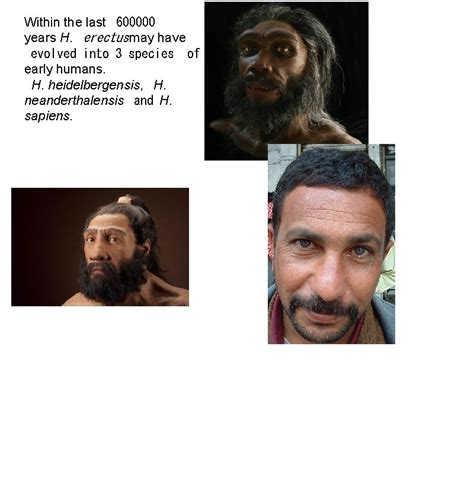 Human Evolution Hominid Skull Comparison Video Skull Comparison