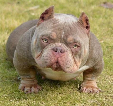 Micro Bully: The Miniature American Bully Breed Guide