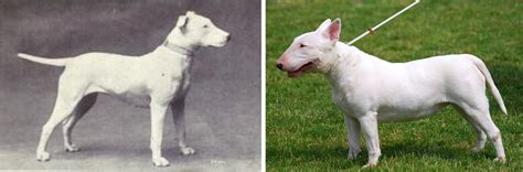 A Photo Of A White Bull Terrier Participating In A Best In Show