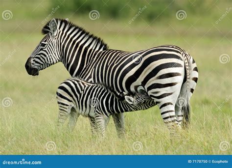 plains zebra  foal stock photo image  interaction