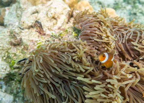 Premium Photo | Clownfish swimming in coral reef