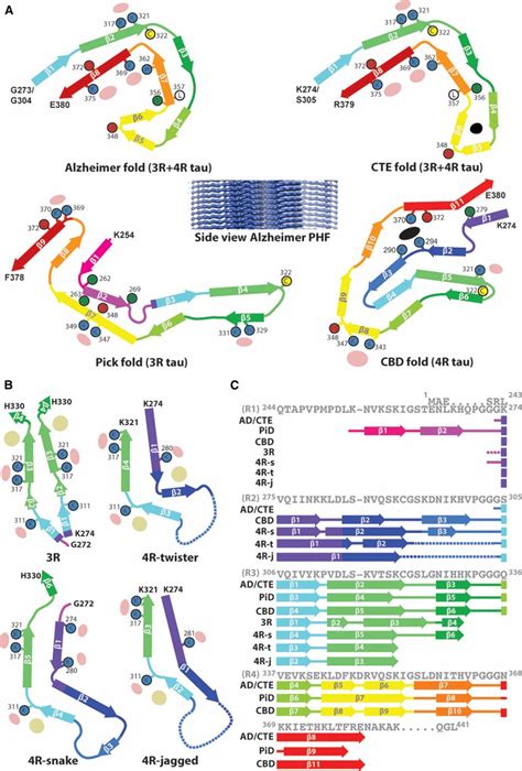 Structures Of Tau Filaments Download Scientific Diagram