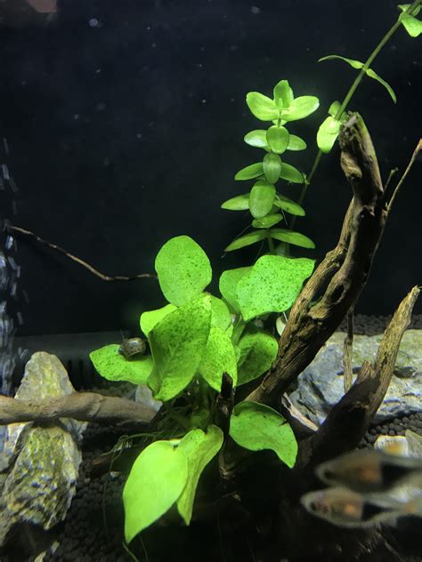 Green Spot Algae On Anubias Any Tips Im Worried It Will Prevent The