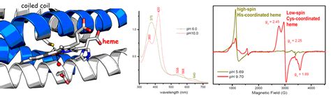 Metalloprotein Design – Plinius Cursus