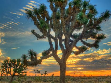 Joshua Tree 10 Amazing Places To See In The National Park