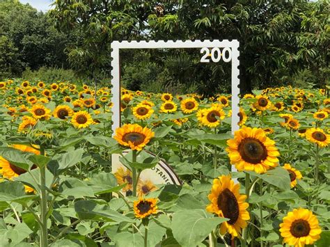 【大阪市東住吉区】長居公園の長居植物園で季節の新イベント！ひまわりウィーク開催です。期間限定のキャンディがかわいいです 号外net