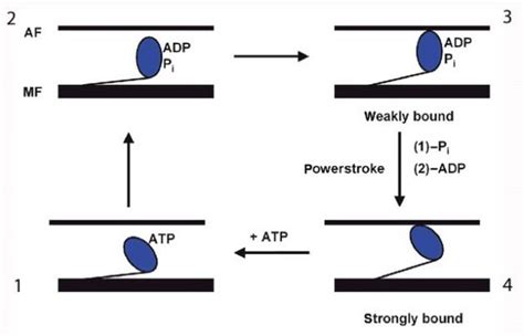 Sliding Filament Theory Steps - slidesharetrick