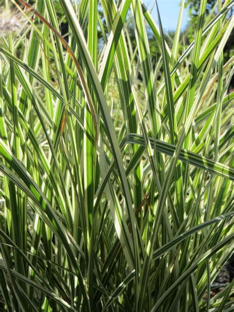 Miscanthus Sinensis Variegatus Boething Treeland Farms Water