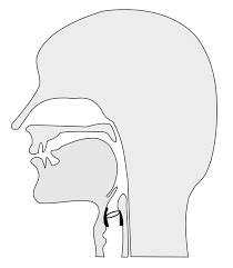 Vocal Tract diagram Diagram | Quizlet