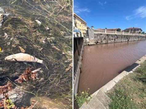 Laguna Di Orbetello Il Caldo Fa Strage Di Pesci Sempre Pi Grave