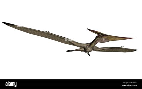 Pteranodon Flying Reptile White Background Stock Photo Alamy