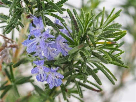 The Top Rosemary Pests And Diseases To Watch Out For Cactusway