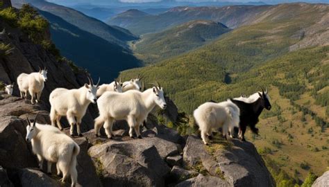 Mountain Animals: A Guide to Alpine Wildlife