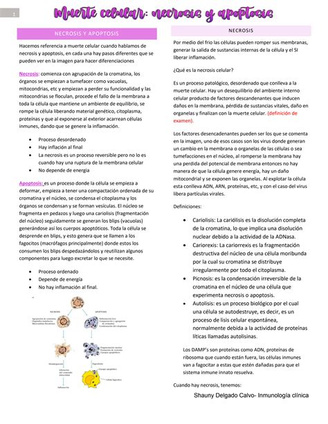 SOLUTION Necrosis Y Apoptosis Inmunologica Studypool