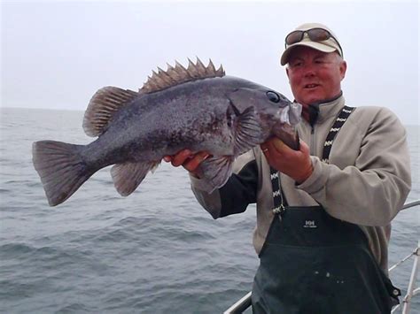 Alaskan Black Rock Fish