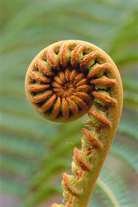 Curled Fern Photograph By Greg Vaughn Printscapes