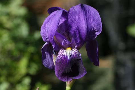 Iris Germanica