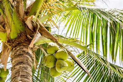 Cara Mematikan Pokok Kelapa