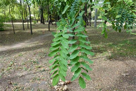 How to Identify Deciduous Trees by Their Leaves