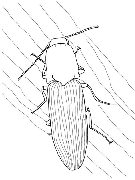 Click Beetle