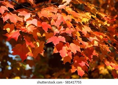 Canadian Fall Foliage Stock Photo 581417824 | Shutterstock