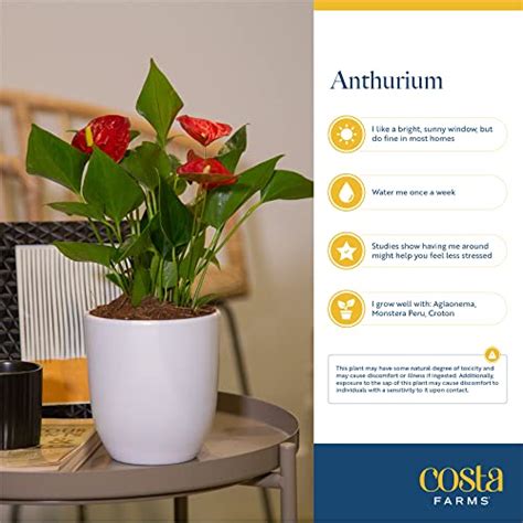 Costa Farms Anthurium Live Indoor House Plant With Red Flowers Easy