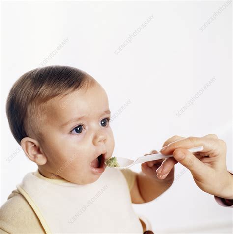 Spoon Feeding Stock Image M831 0340 Science Photo Library