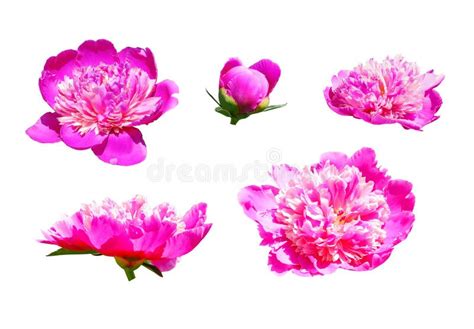 The Set Of Several Hot Pink Peony Flowers Stock Image Image Of Lots
