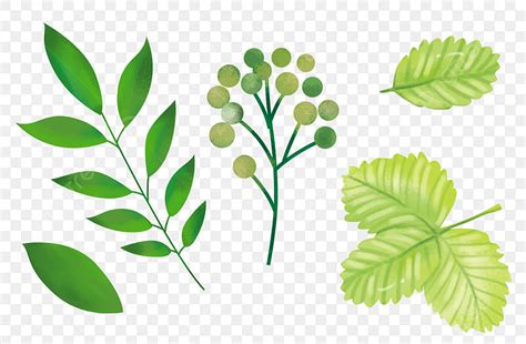 Plantas Pintadas A Mano PNG Pintado A Mano Planta Verano PNG Imagen