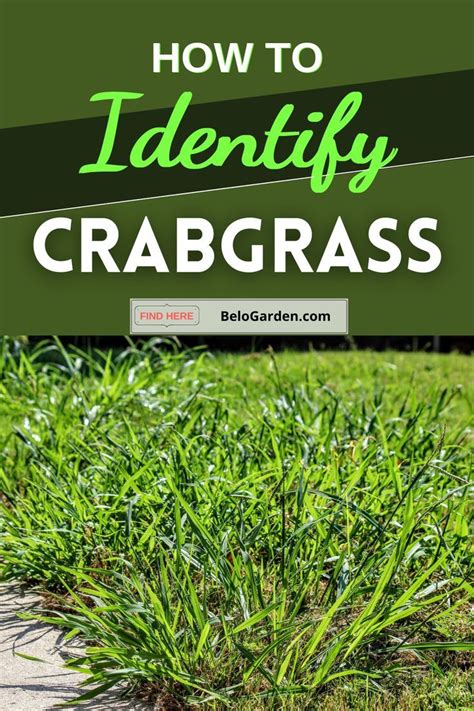 How To Identify Crabgrass Bermuda Grass Crab Grass Grass Species