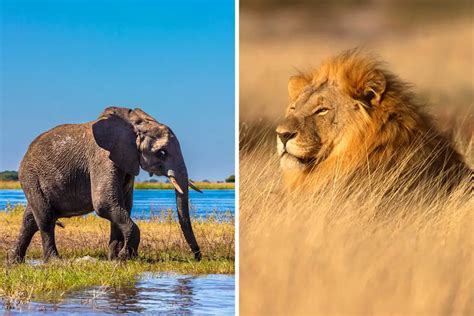 Botswana vs. South Africa for Vacation - Which one is better?