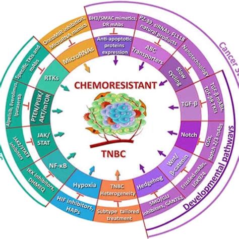 Several Factors Involved In Tnbc Chemoresistance Reproduced From Ref Download Scientific